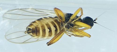 Réf. 295 596 : Crossopalpus sp.